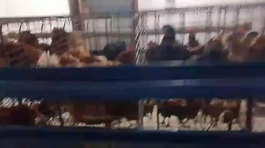 Misri chicken for sale — photo 2