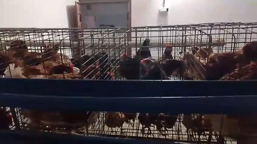 Misri chicken for sale — photo 3