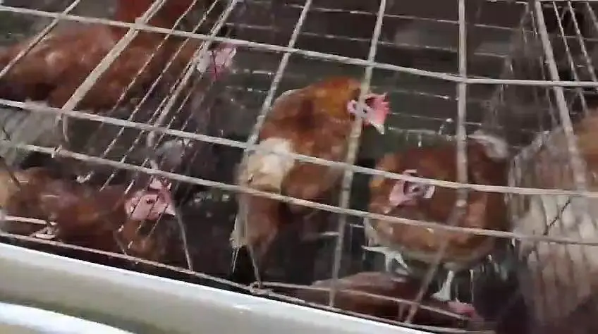 Misri chicken for sale — photo 4