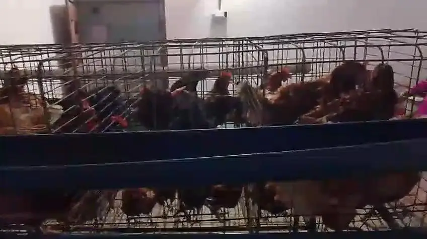 Misri chicken for sale — photo 6