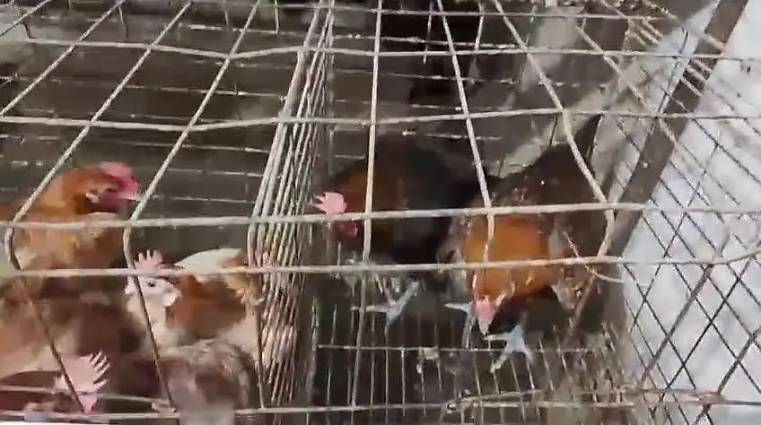 Misri chicken for sale — photo 7