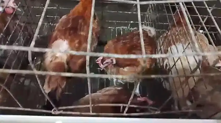 Misri chicken for sale — photo 8
