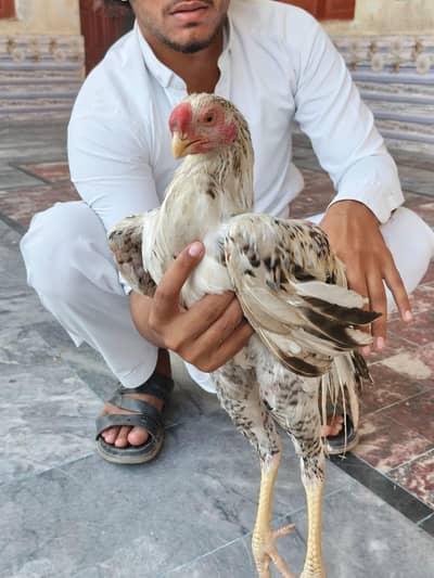 indian parrot beak pataa