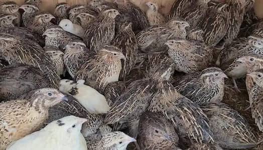 batair quail breader pair yong chiks egg