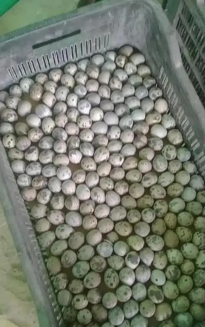 batair quail breader pair yong chiks egg — photo 3