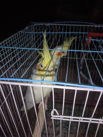 cockatail pair