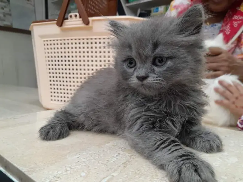Persian panch face cat and kitten ariant for sale — photo 2