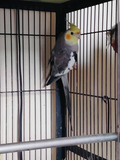 common gery ready to breed