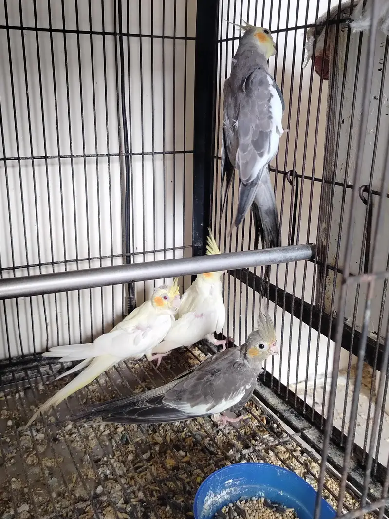 common gery ready to breed — photo 2