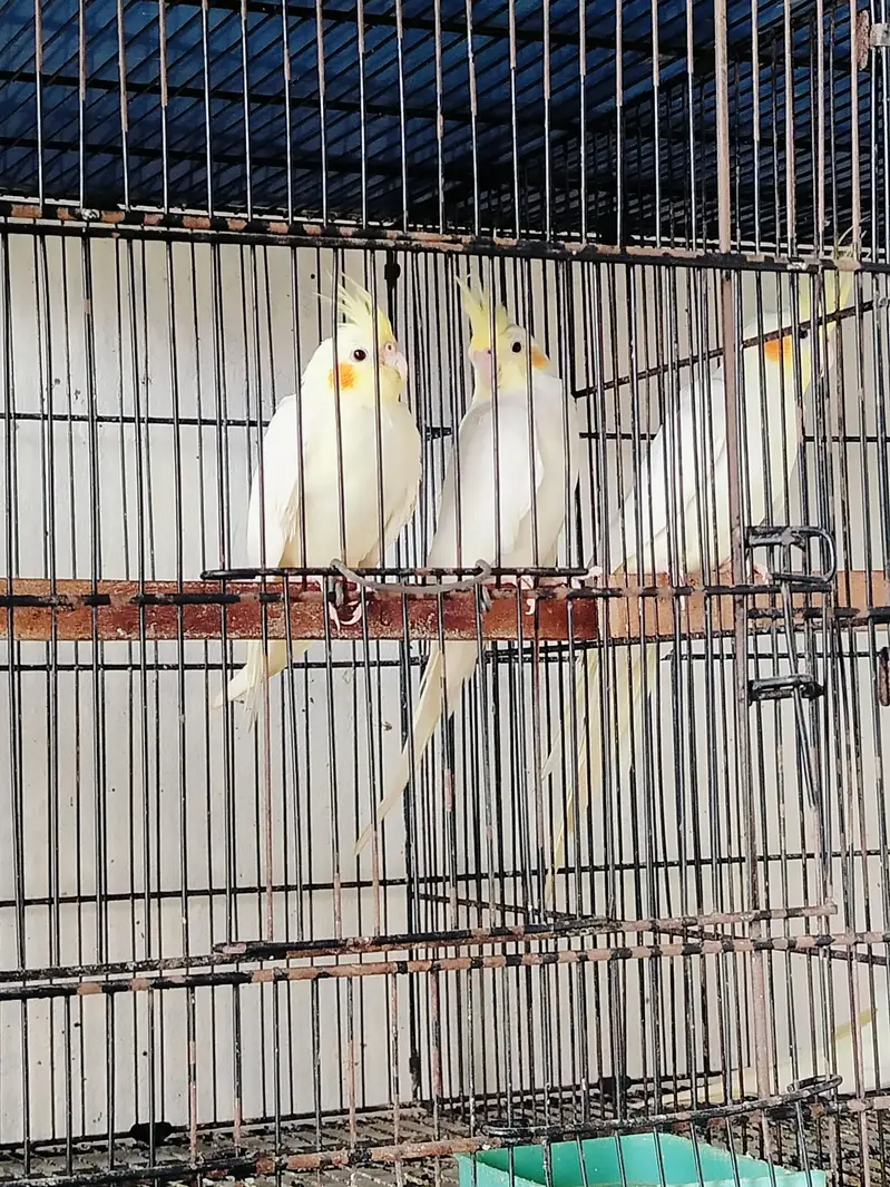 common gery ready to breed — photo 3