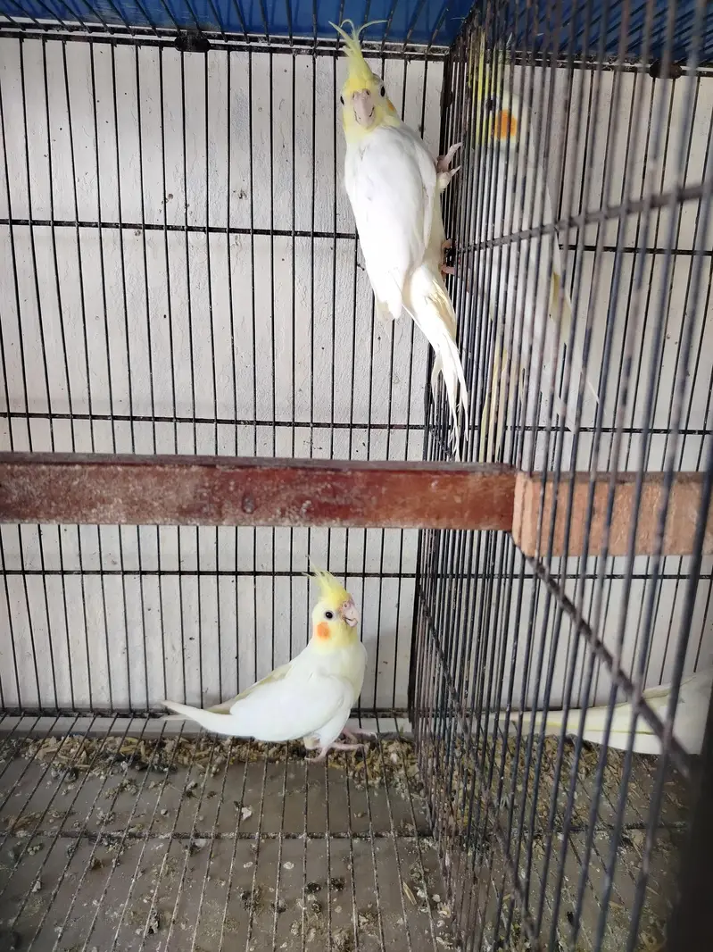 common gery ready to breed — photo 4