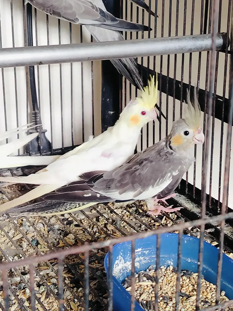 common gery ready to breed — photo 5