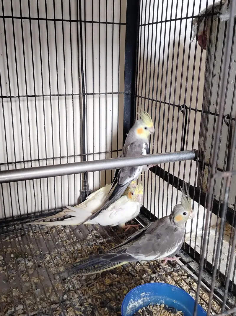 common gery ready to breed — photo 6