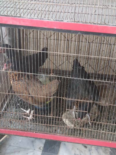 Aseel other for Sale