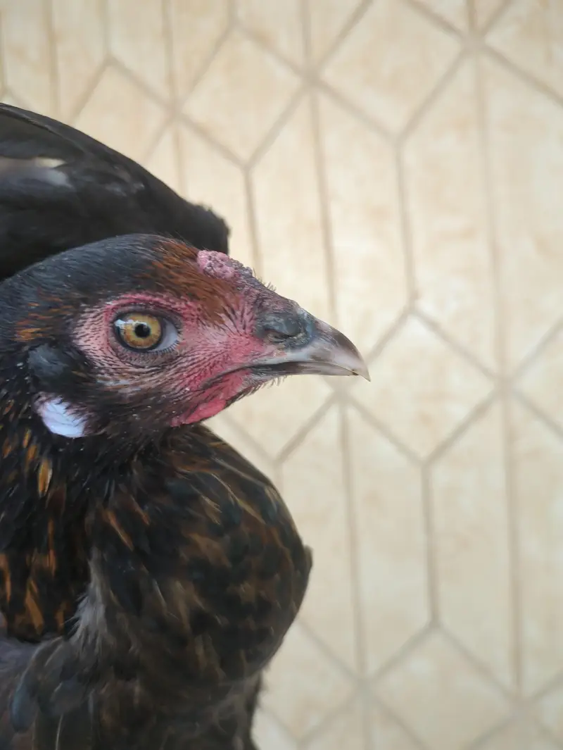Aseel other for Sale — photo 2