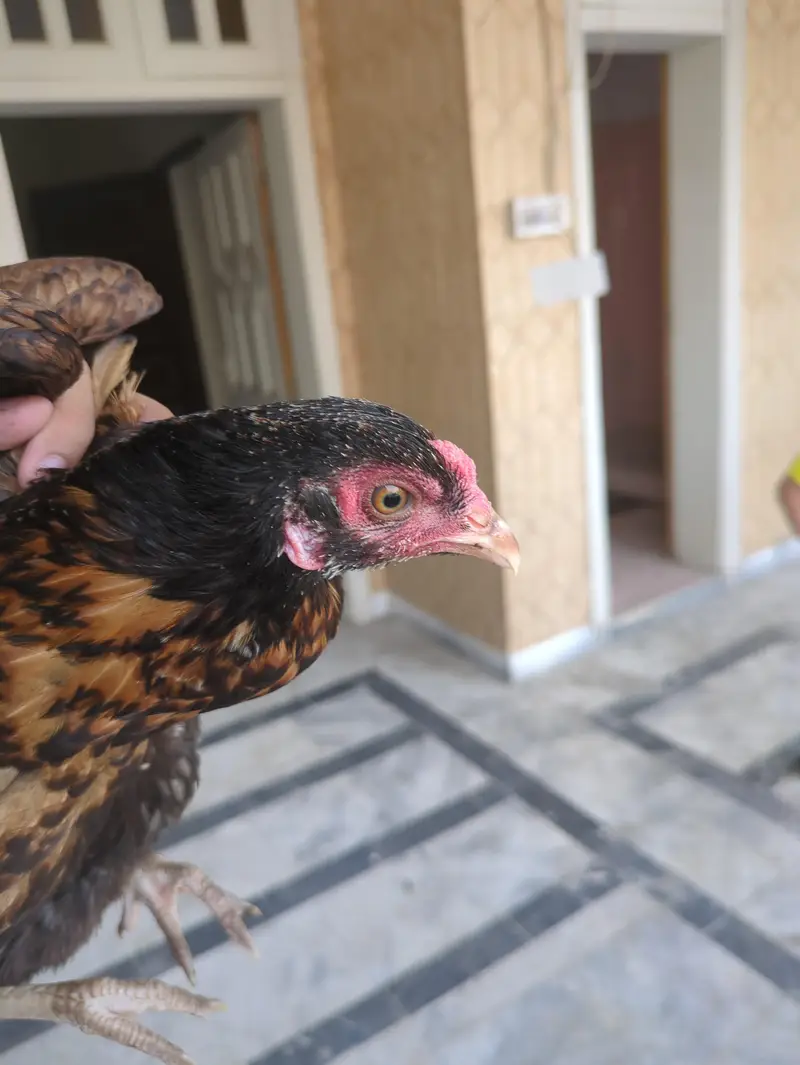 Aseel other for Sale — photo 4