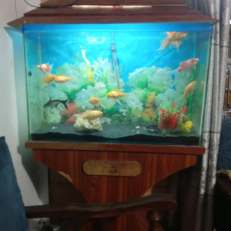 fish aquarium