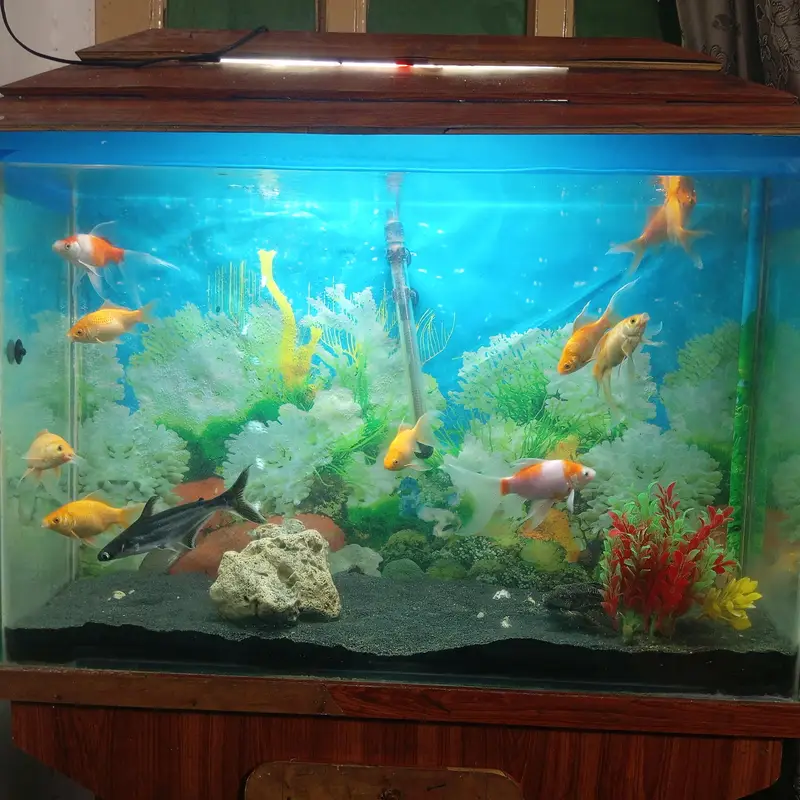 fish aquarium — photo 2