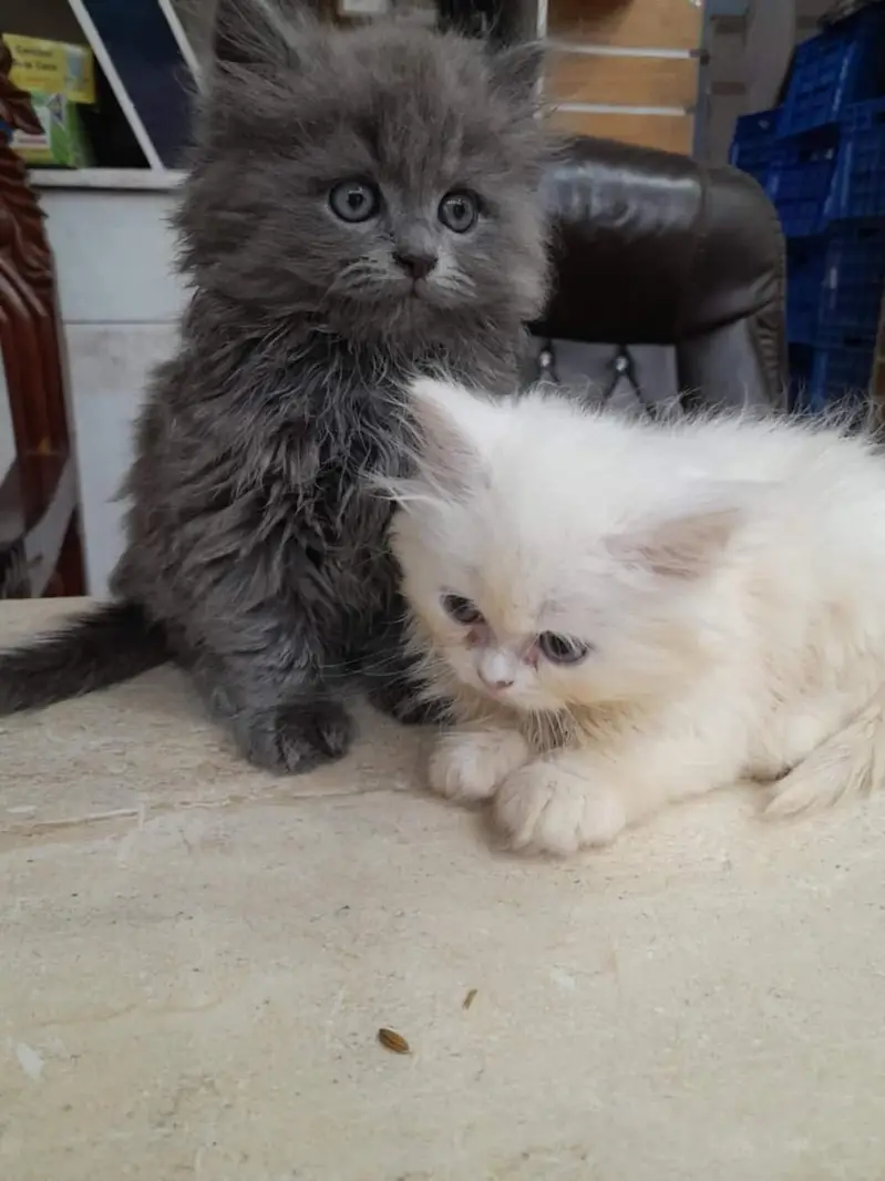 Persian panch face cat and kitten ariant for sale — photo 2