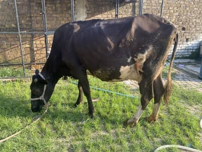 Fresh milking cow