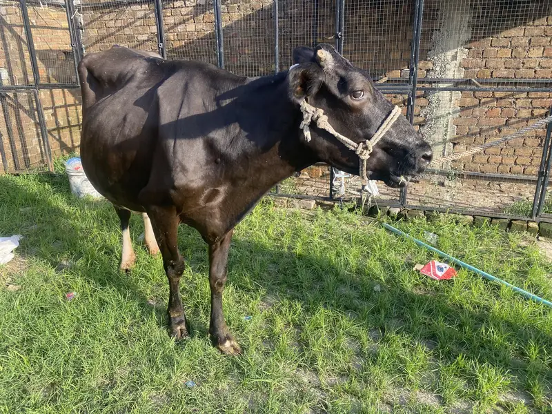 Fresh milking cow — photo 2