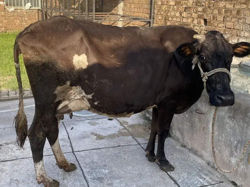 Fresh milking cow — photo 3