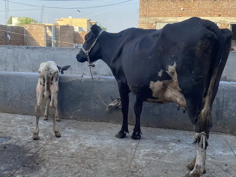 Fresh milking cow — photo 4