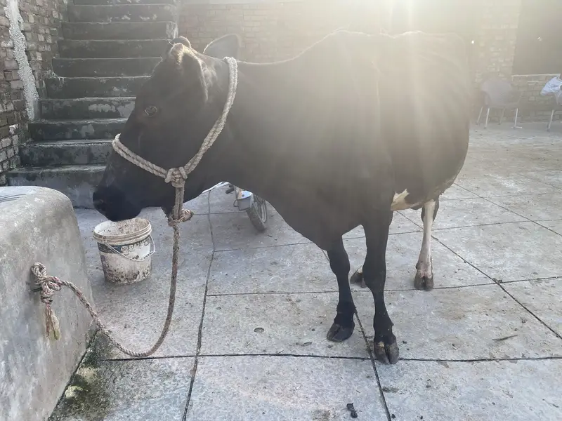 Fresh milking cow — photo 5