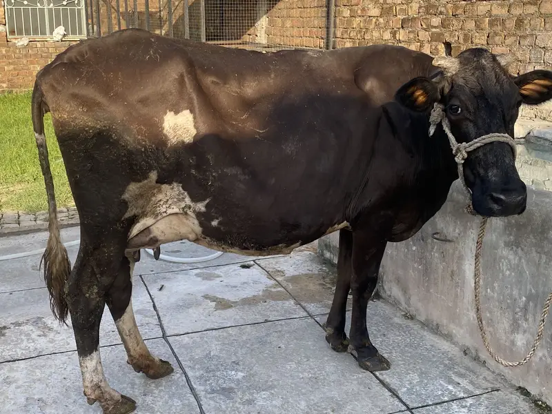 Fresh milking cow — photo 6