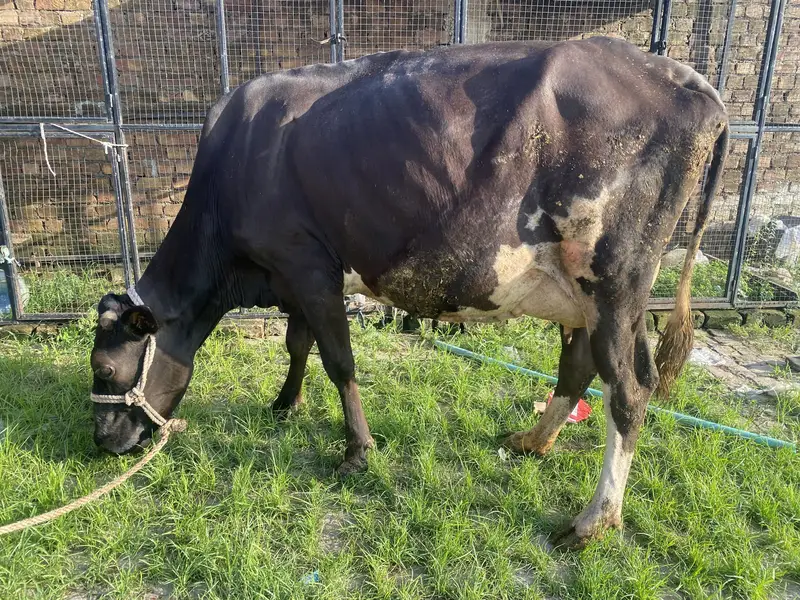Fresh milking cow — photo 7