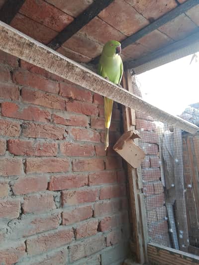 green Bird