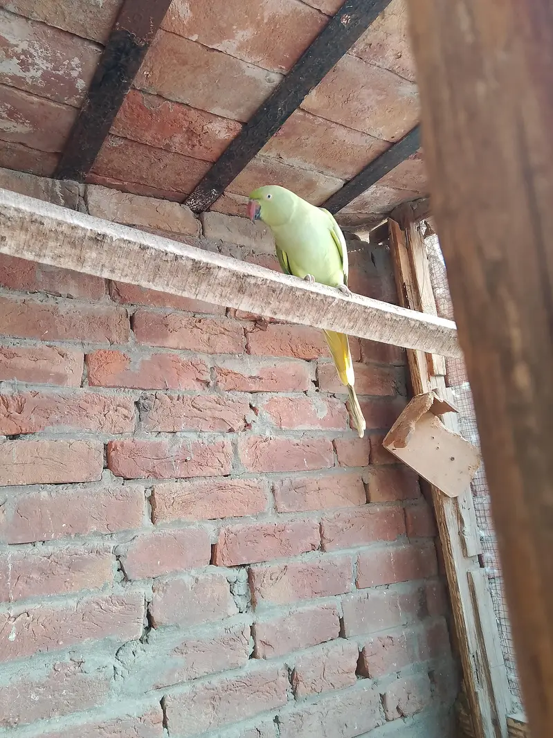 green Bird — photo 2
