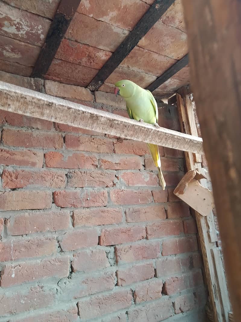 green Bird 2