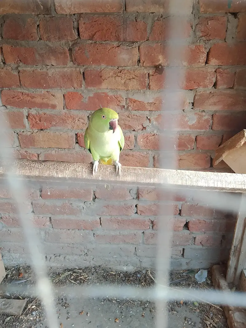 green Bird — photo 4