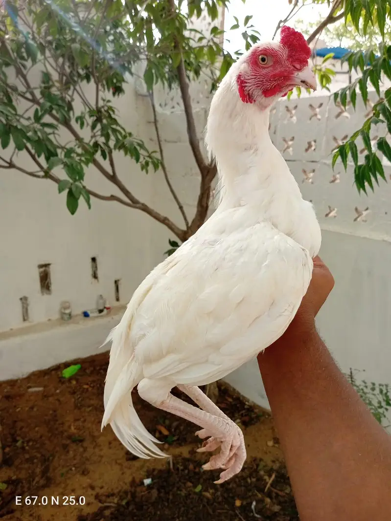 mushka madiya & Heera pathay available — photo 3