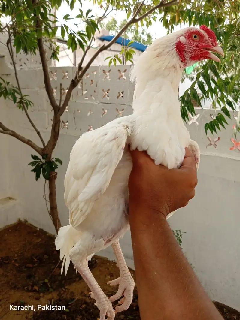 mushka madiya & Heera pathay available — photo 5