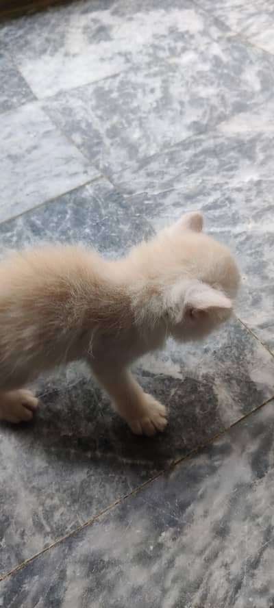 Persian kitten for sale