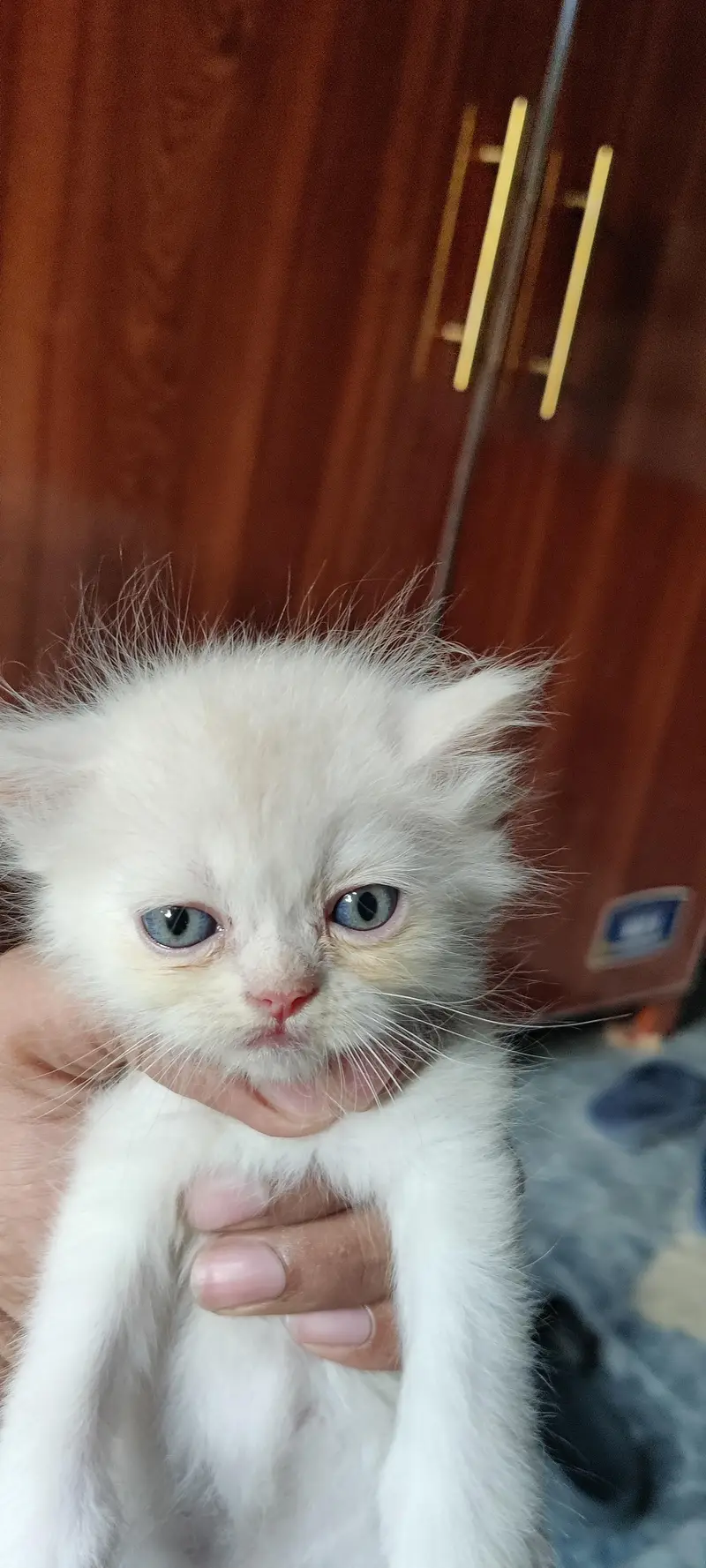 Persian kitten for sale — photo 2