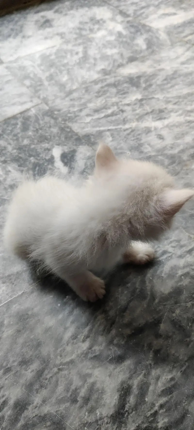 Persian kitten for sale — photo 3