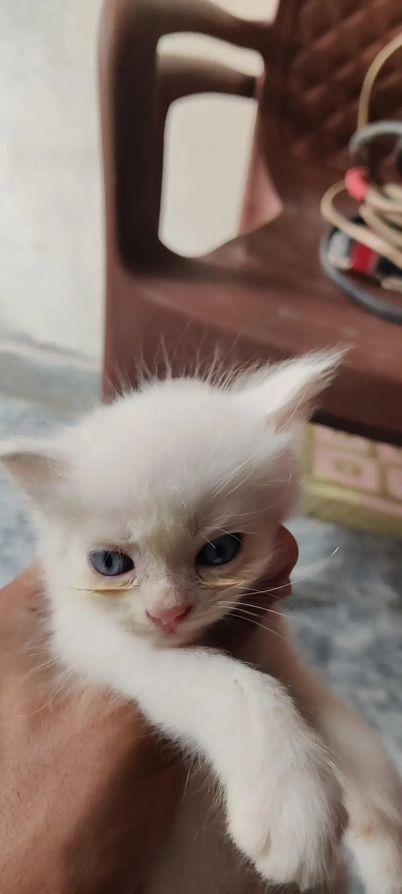 Persian kitten for sale — photo 4