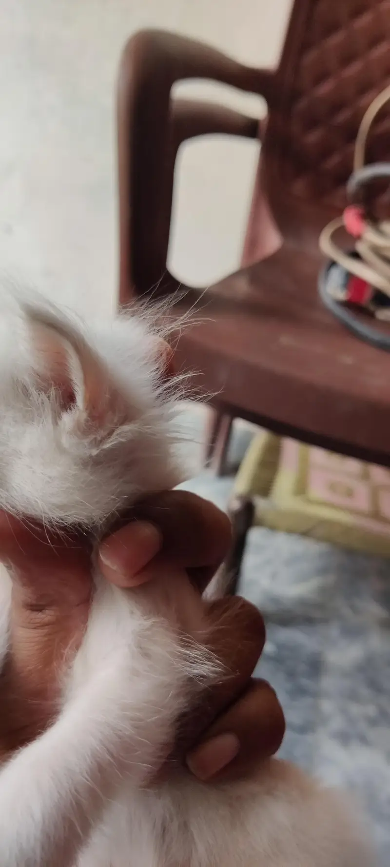 Persian kitten for sale — photo 5