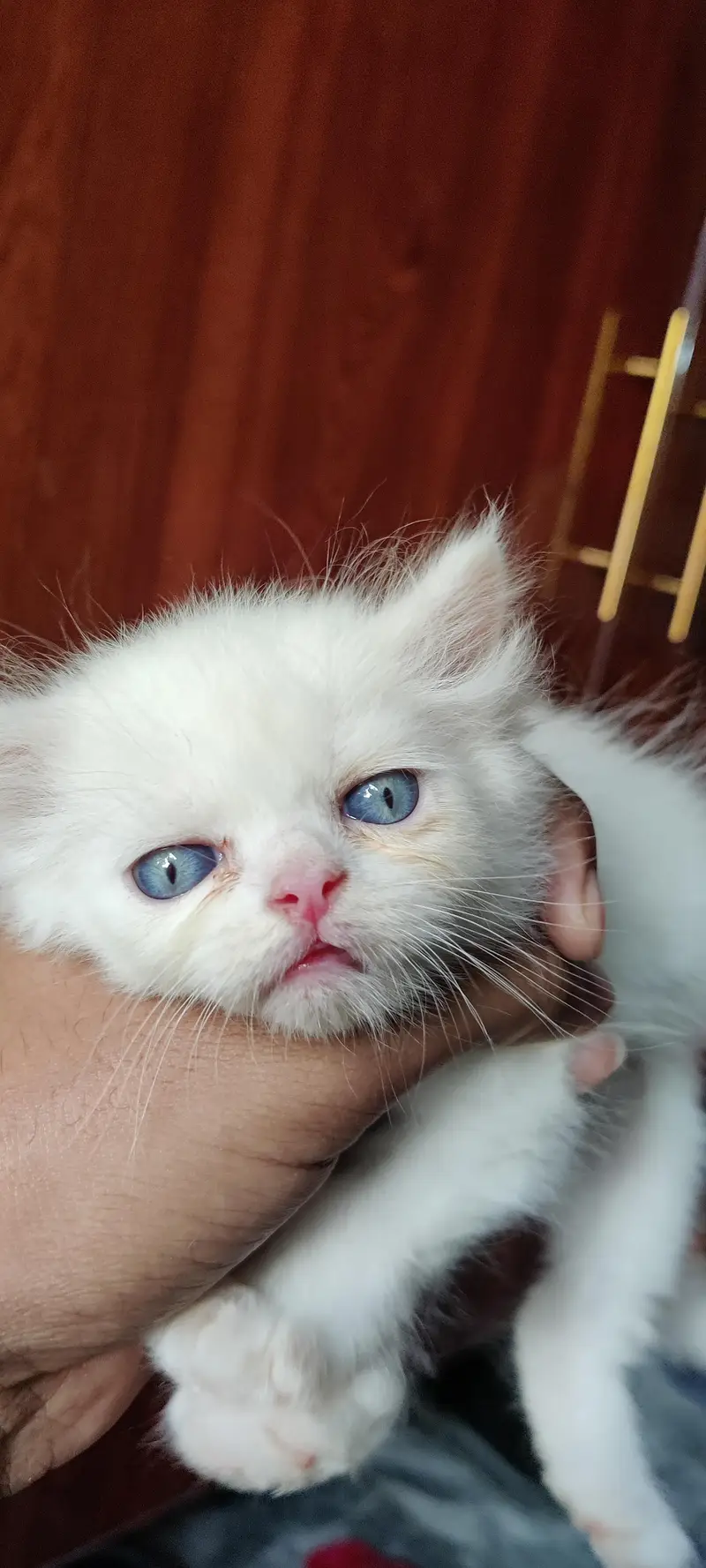 Persian kitten for sale — photo 6