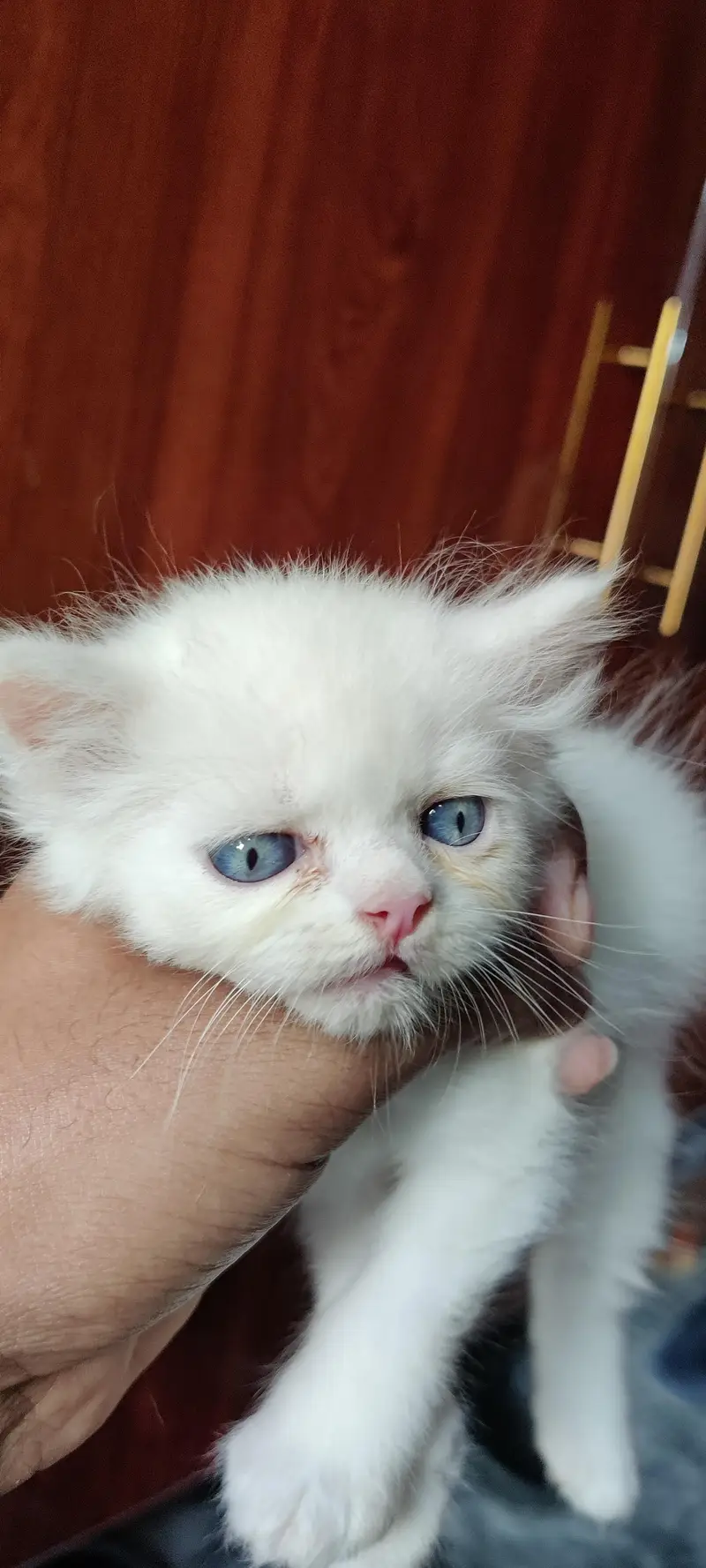 Persian kitten for sale — photo 7