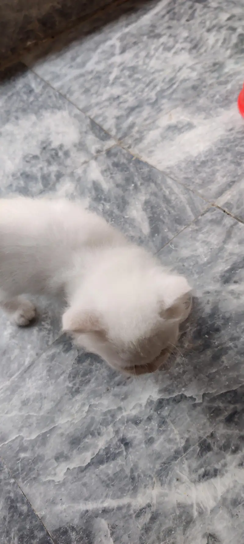 Persian kitten for sale — photo 8