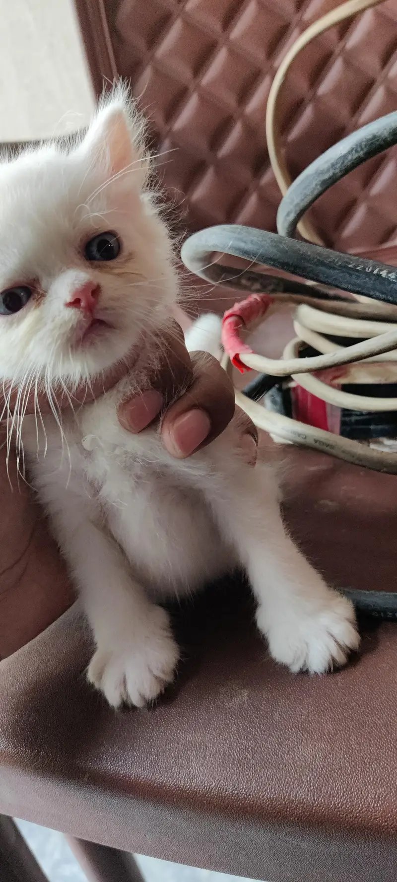 Persian kitten for sale — photo 9