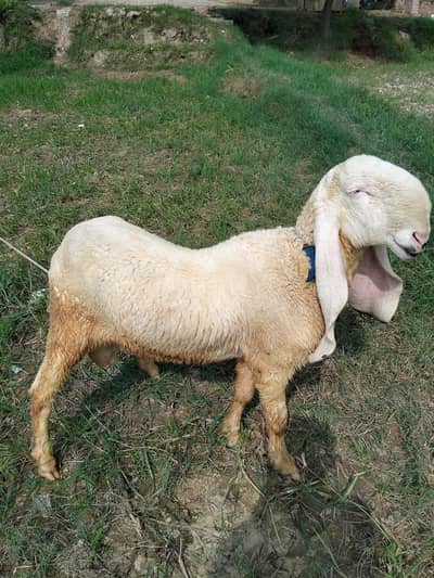 Pure Kajla Chatra For Sale