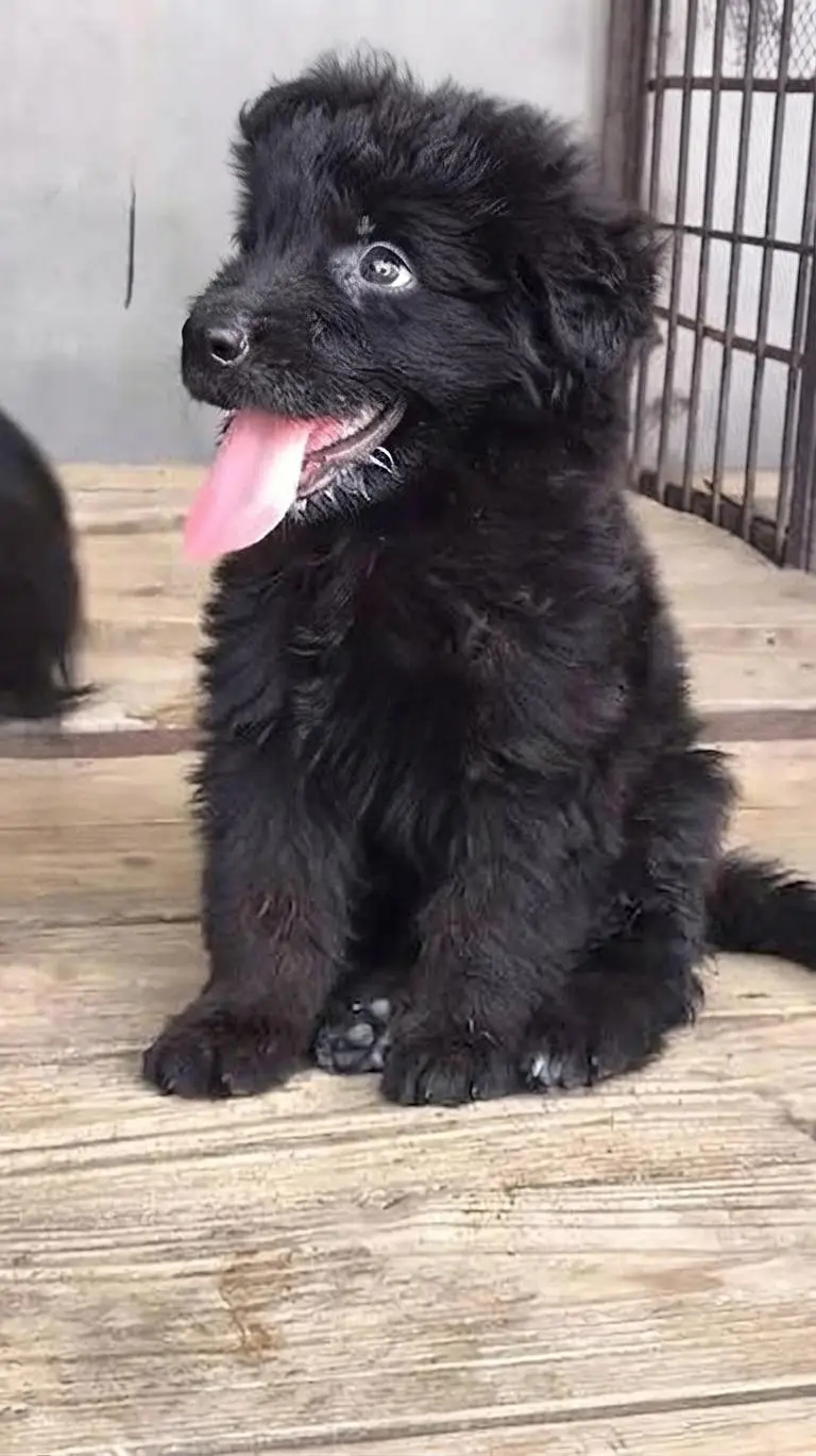Pedigree long coated Black German shepherd puppies for sale