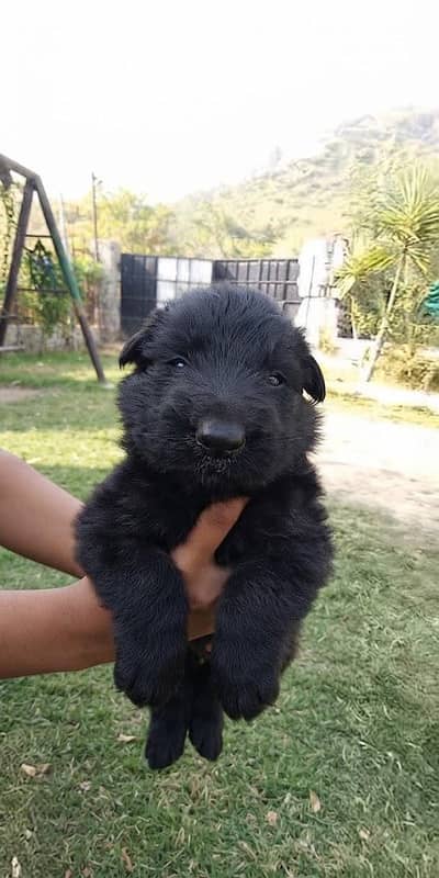Black German shepherd puppies for sale