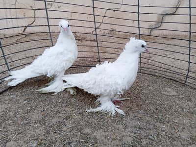 Frill back pegion pair