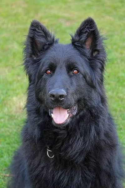 pedigree Long coated Black German shepherd puppies for sale